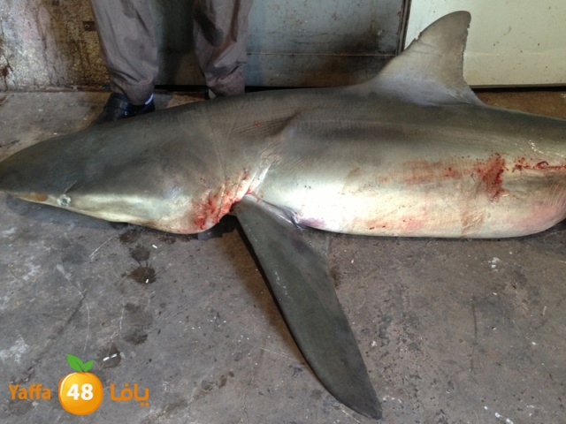 minashark328 (4).JPG